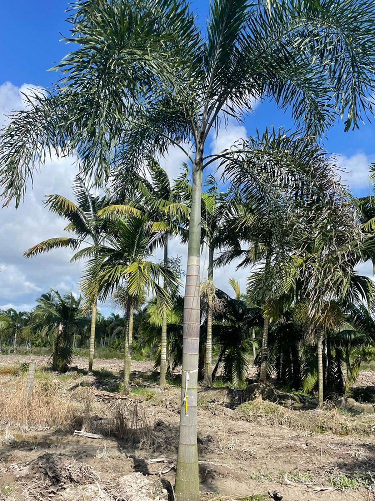 wodyetia-bifurcata-foxtail-palm