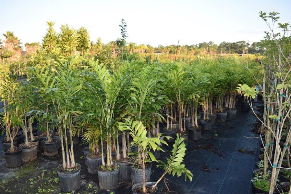 wodyetia-bifurcata-foxtail-palm