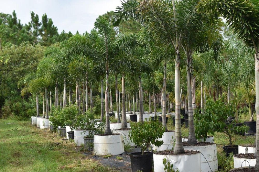 wodyetia-bifurcata-foxtail-palm
