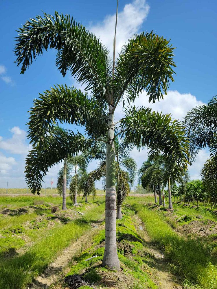 wodyetia-bifurcata-foxtail-palm
