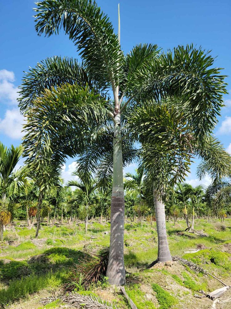 wodyetia-bifurcata-foxtail-palm