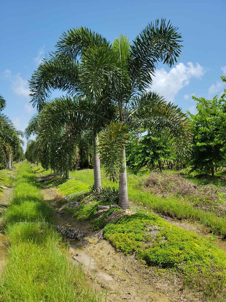 wodyetia-bifurcata-foxtail-palm