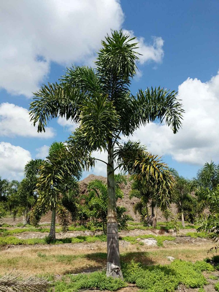 wodyetia-bifurcata-foxtail-palm