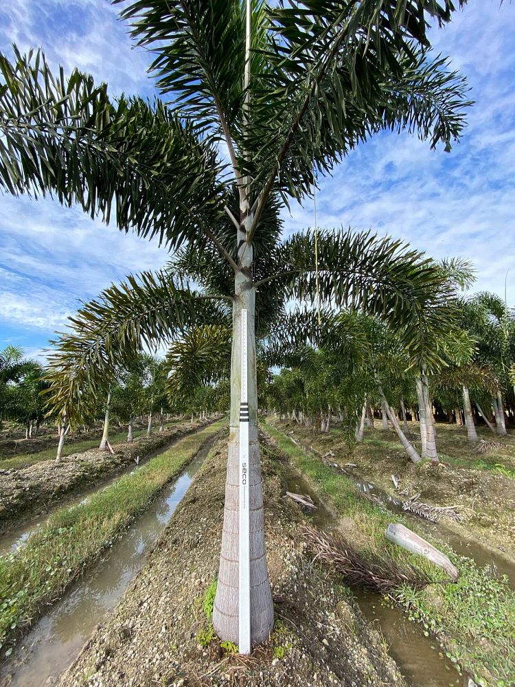 wodyetia-bifurcata-foxtail-palm