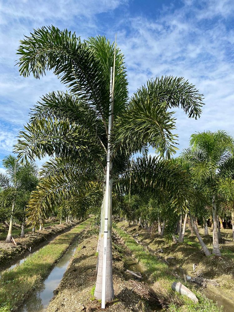 wodyetia-bifurcata-foxtail-palm