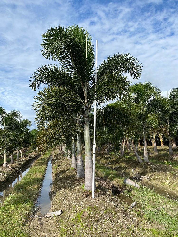 wodyetia-bifurcata-foxtail-palm