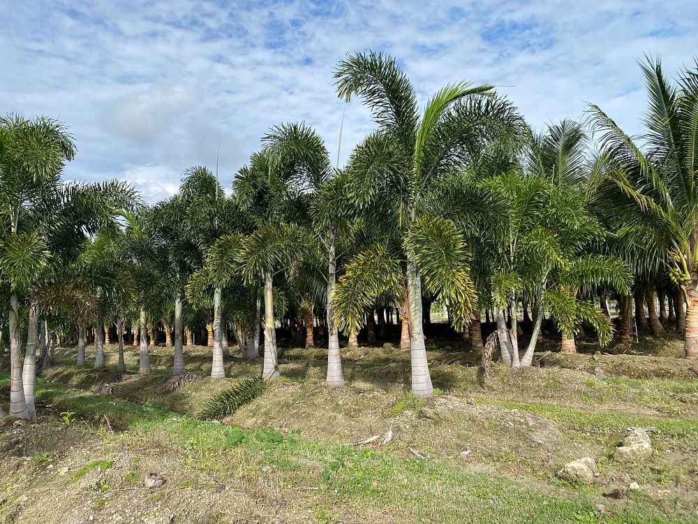 wodyetia-bifurcata-foxtail-palm