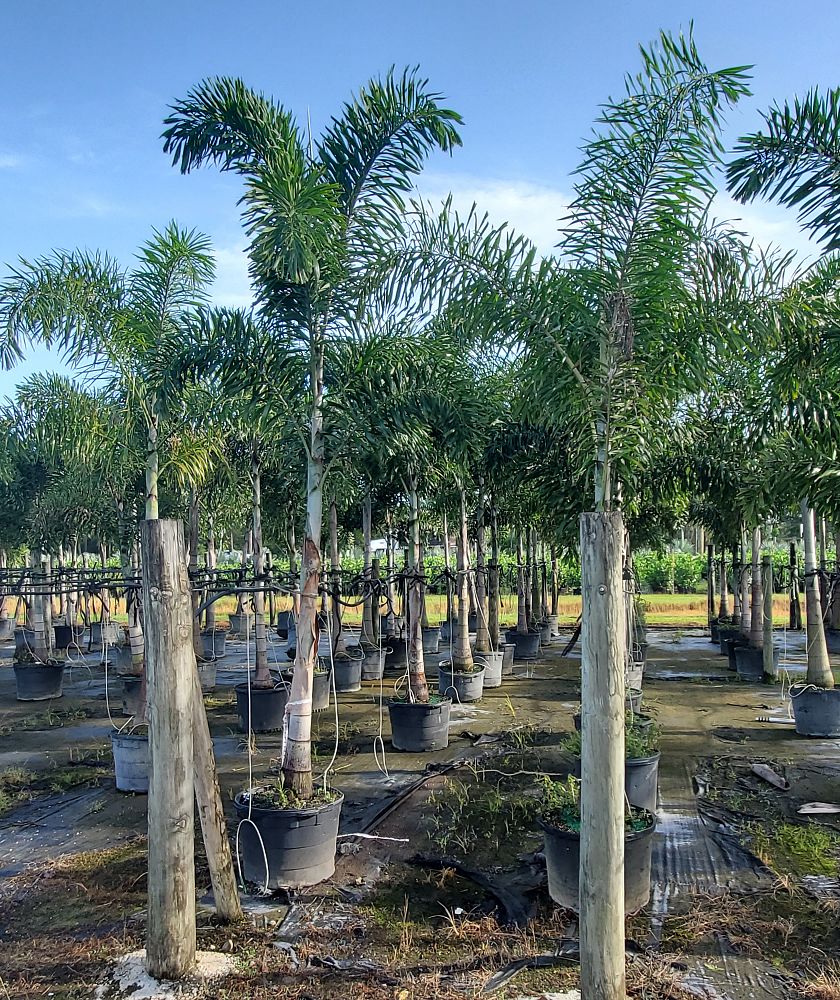 wodyetia-bifurcata-foxtail-palm