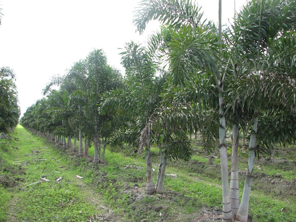 wodyetia-bifurcata-foxtail-palm