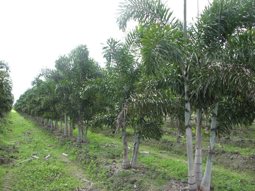 wodyetia-bifurcata-foxtail-palm