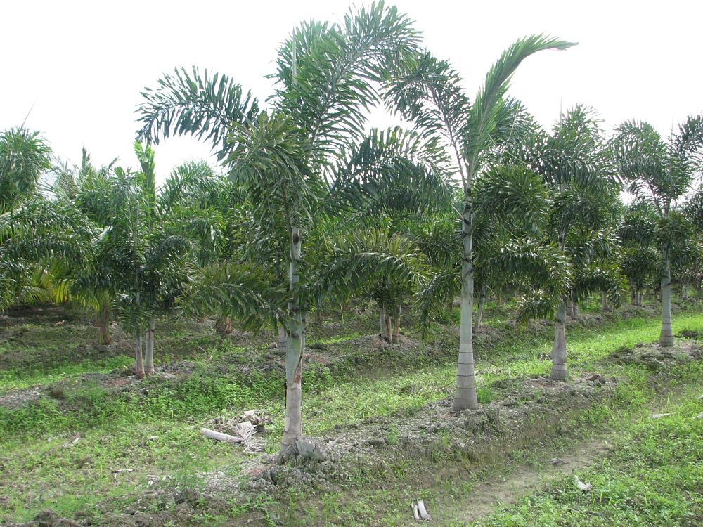 wodyetia-bifurcata-foxtail-palm