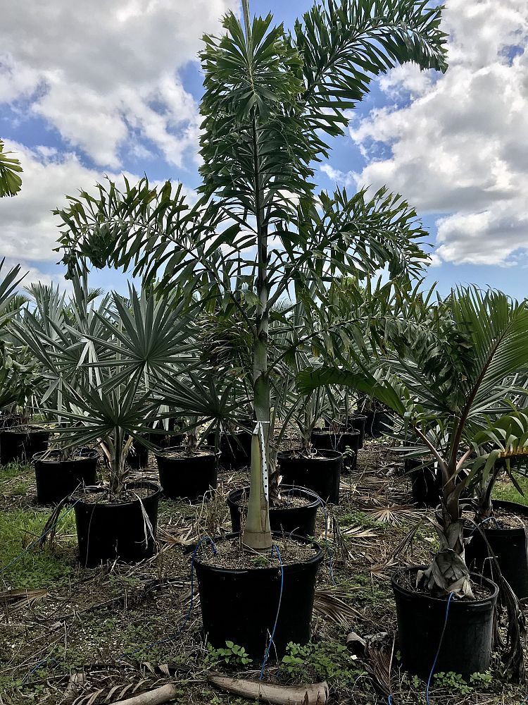 wodyetia-bifurcata-foxtail-palm