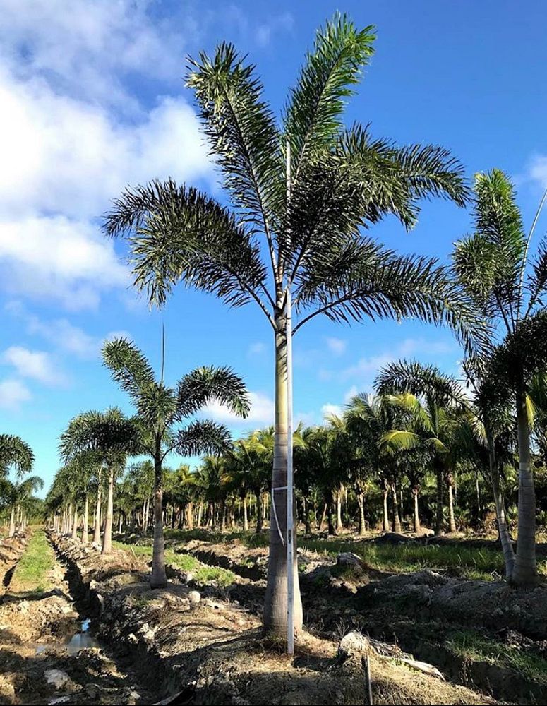 wodyetia-bifurcata-foxtail-palm