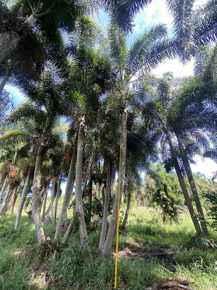 wodyetia-bifurcata-foxtail-palm