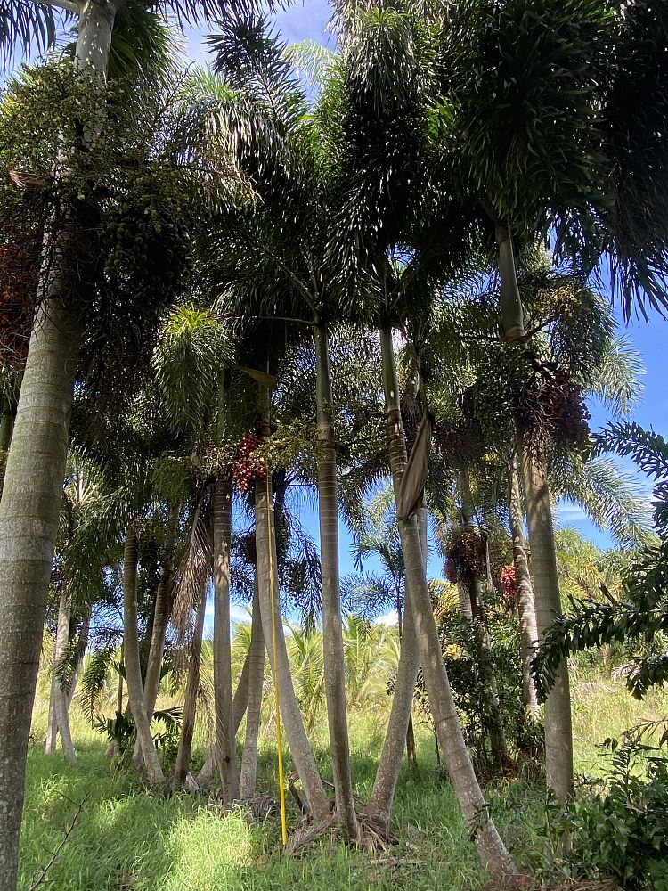 wodyetia-bifurcata-foxtail-palm