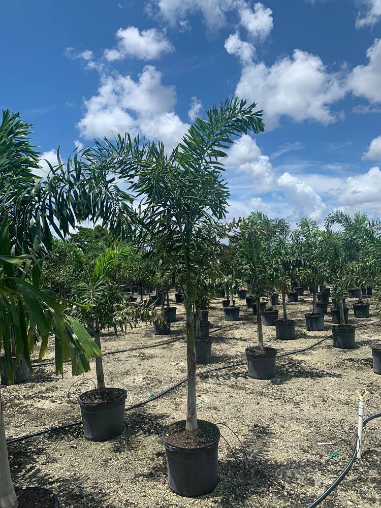 wodyetia-bifurcata-foxtail-palm
