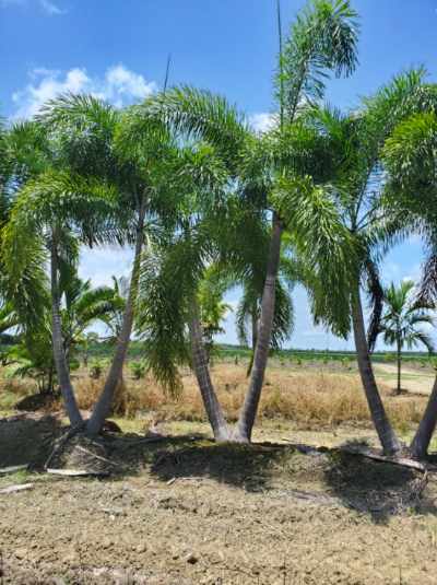 wodyetia-bifurcata-foxtail-palm