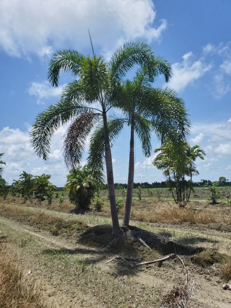 wodyetia-bifurcata-foxtail-palm