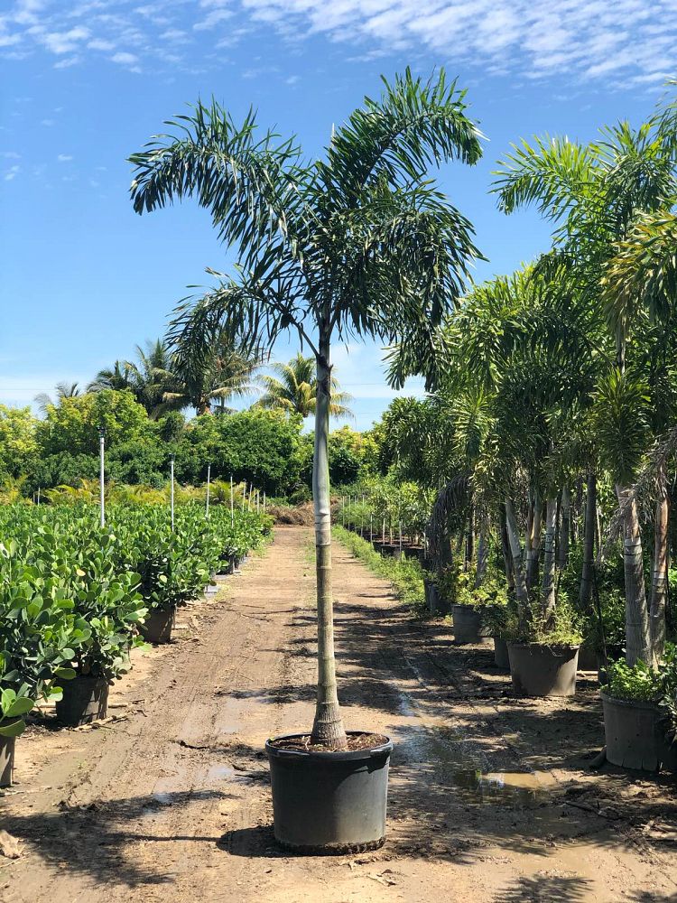 wodyetia-bifurcata-foxtail-palm