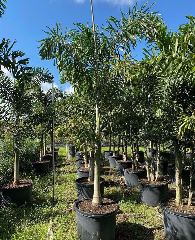 wodyetia-bifurcata-foxtail-palm