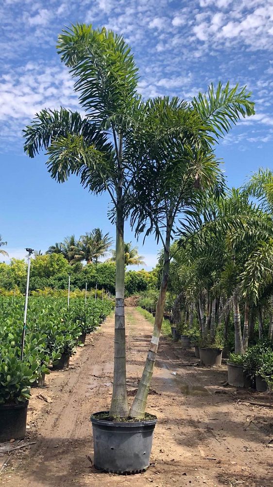 wodyetia-bifurcata-foxtail-palm