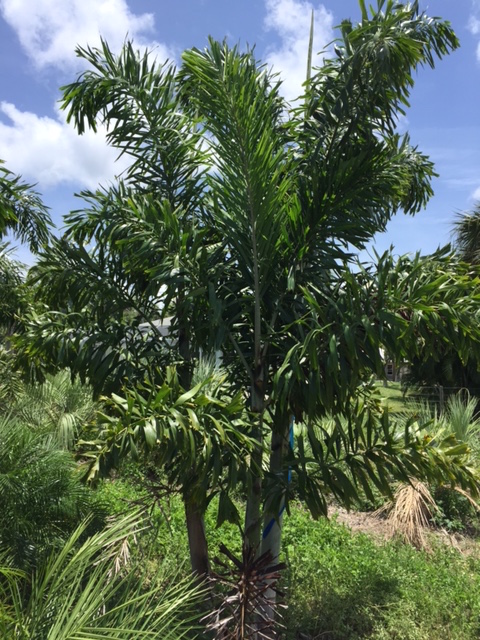 wodyetia-bifurcata-foxtail-palm