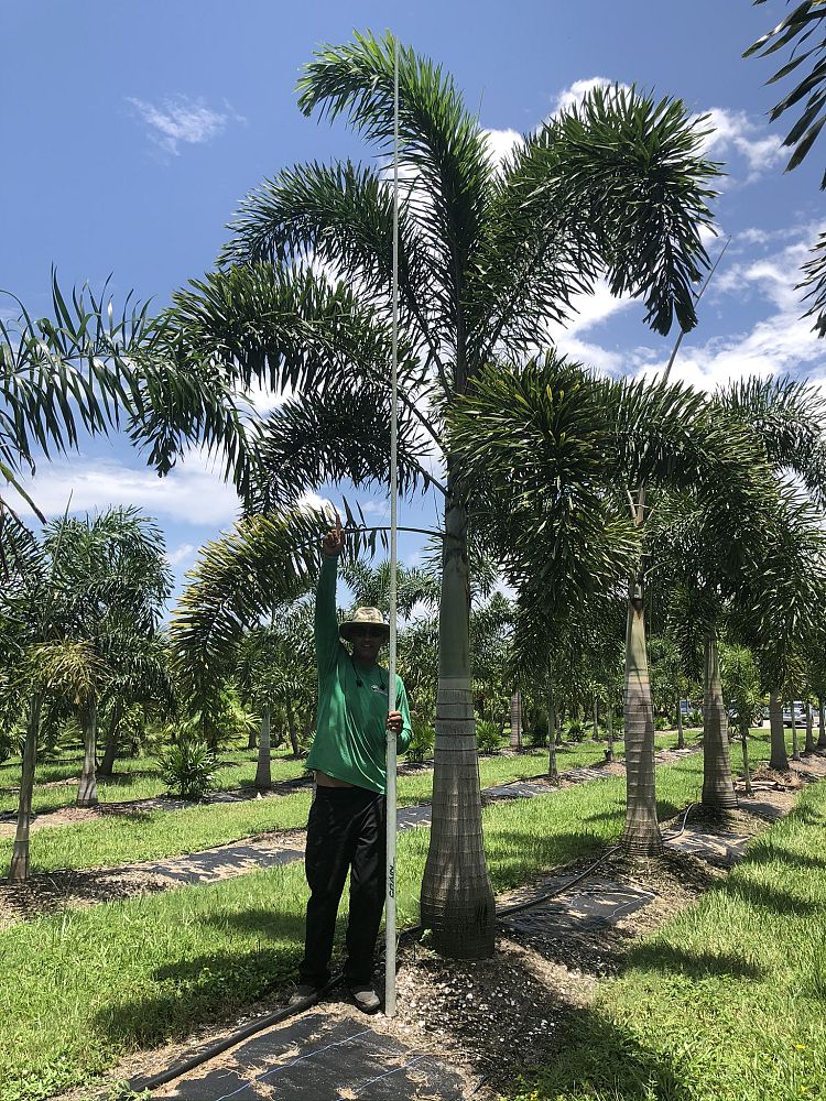 wodyetia-bifurcata-foxtail-palm