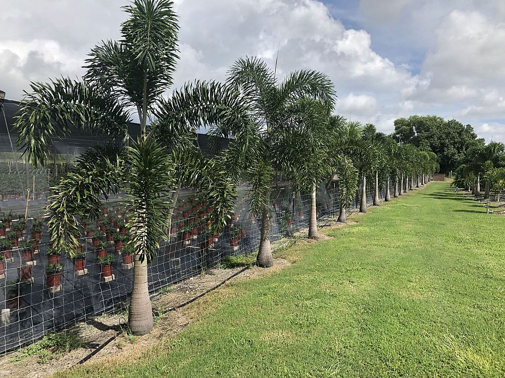 wodyetia-bifurcata-foxtail-palm