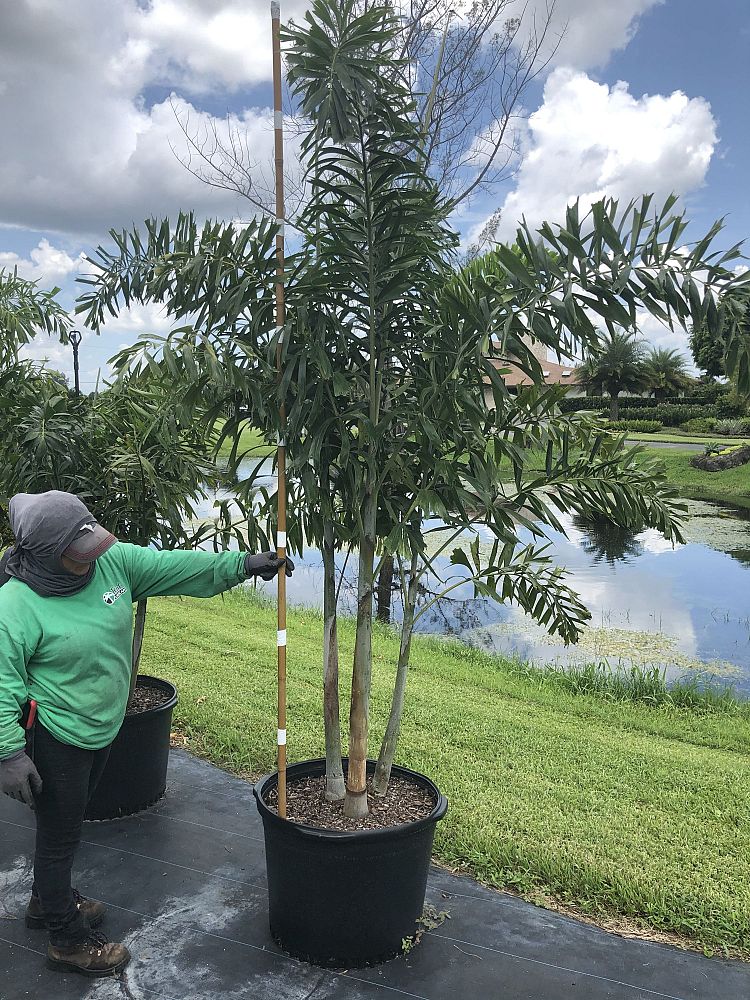 wodyetia-bifurcata-foxtail-palm