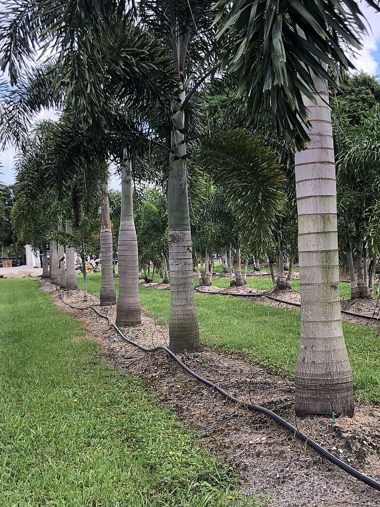 wodyetia-bifurcata-foxtail-palm