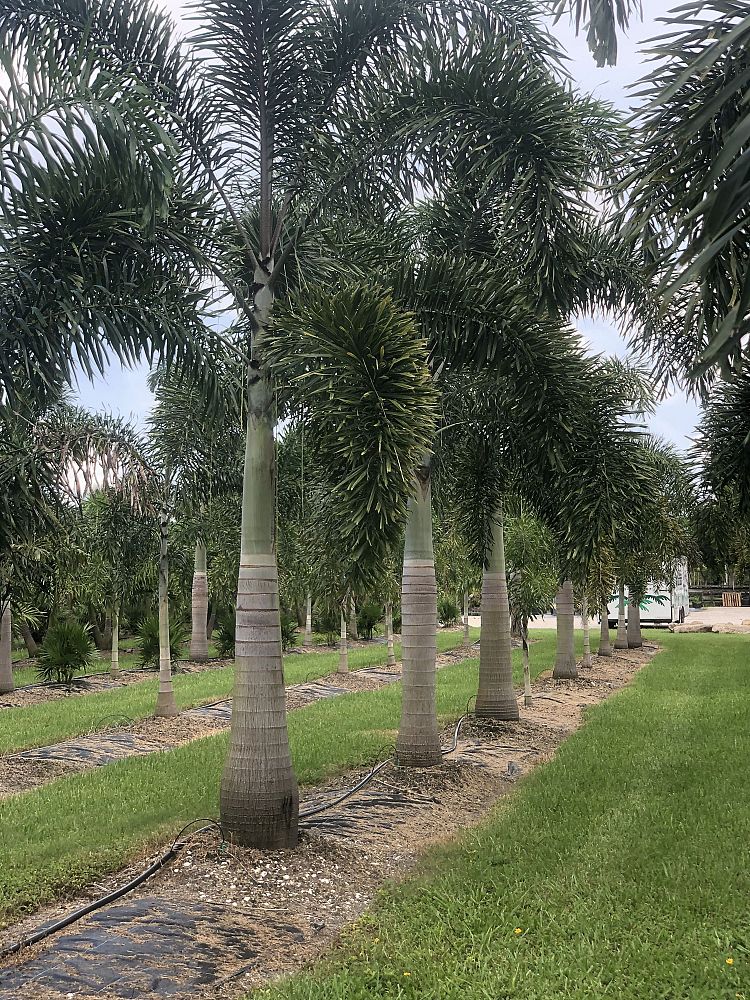 wodyetia-bifurcata-foxtail-palm