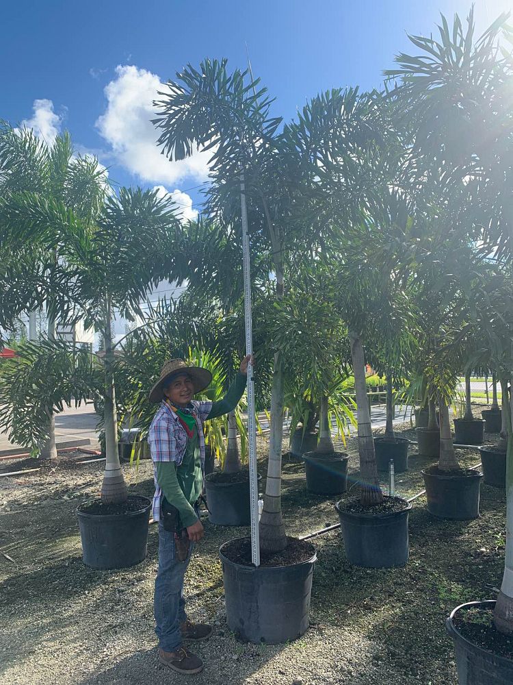 wodyetia-bifurcata-foxtail-palm