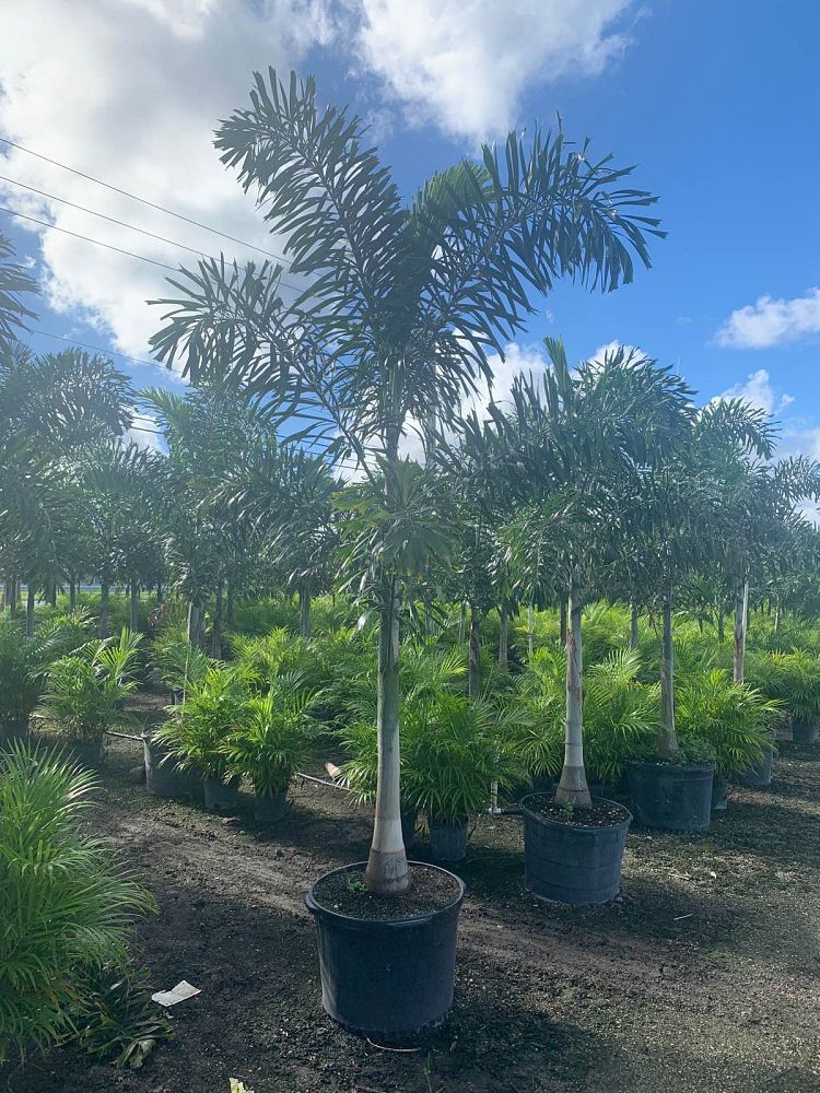 wodyetia-bifurcata-foxtail-palm