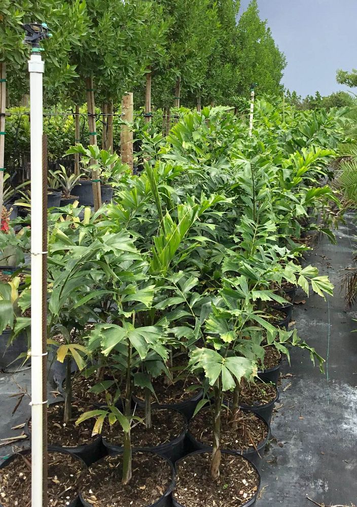 wodyetia-bifurcata-foxtail-palm