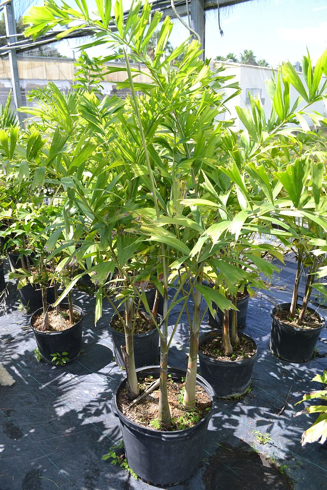wodyetia-bifurcata-foxtail-palm