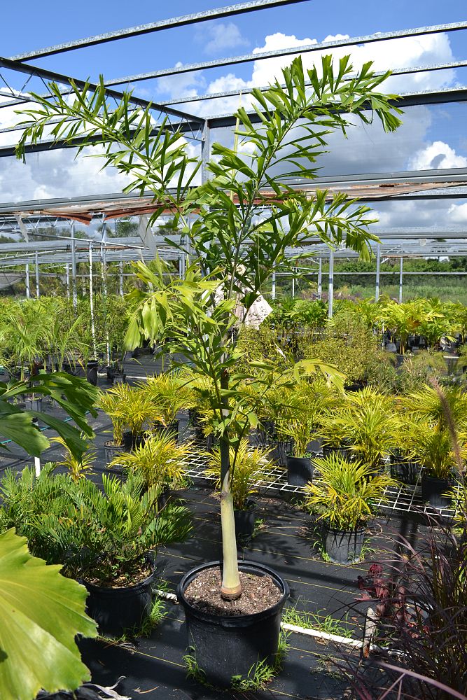 wodyetia-bifurcata-foxtail-palm