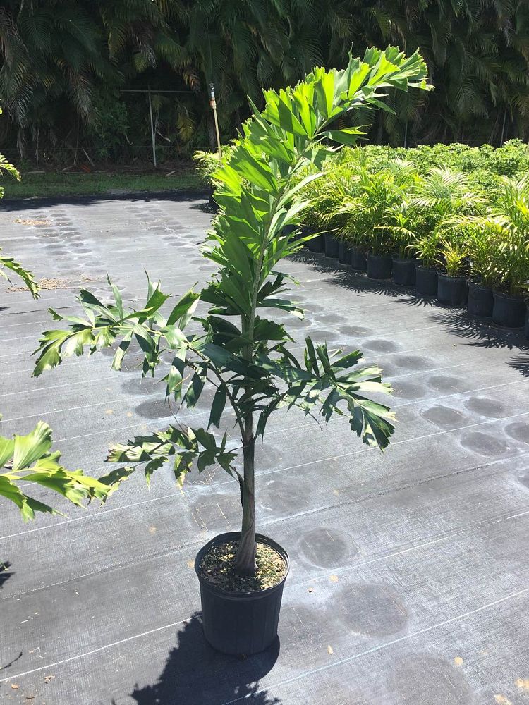 wodyetia-bifurcata-foxtail-palm