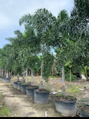 wodyetia-bifurcata-foxtail-palm