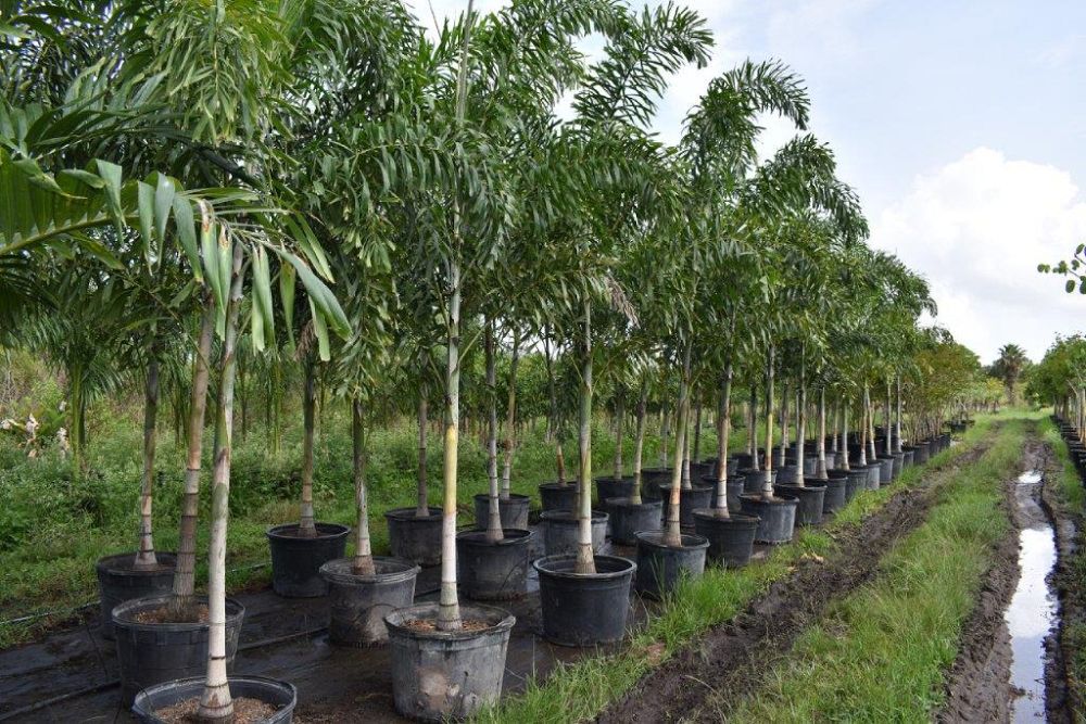 wodyetia-bifurcata-foxtail-palm