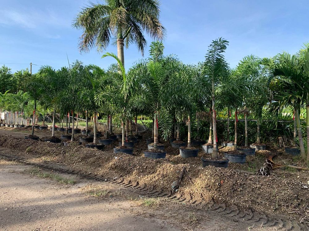 wodyetia-bifurcata-foxtail-palm