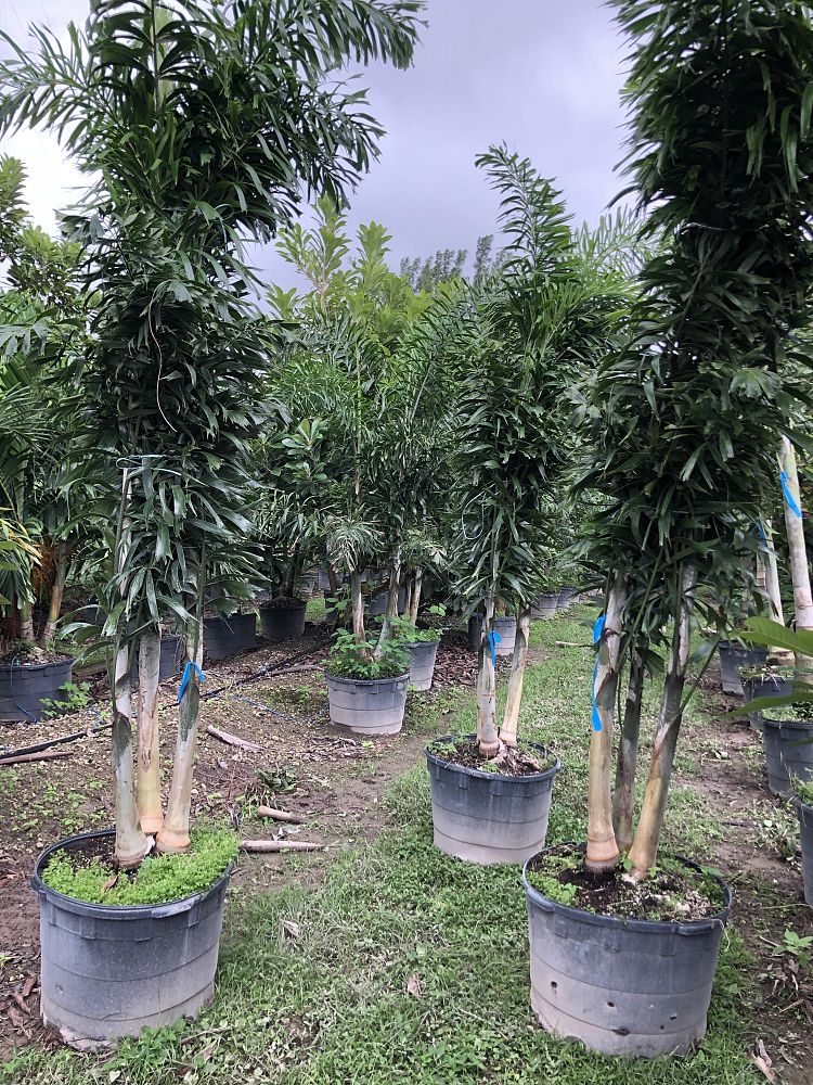 wodyetia-bifurcata-foxtail-palm