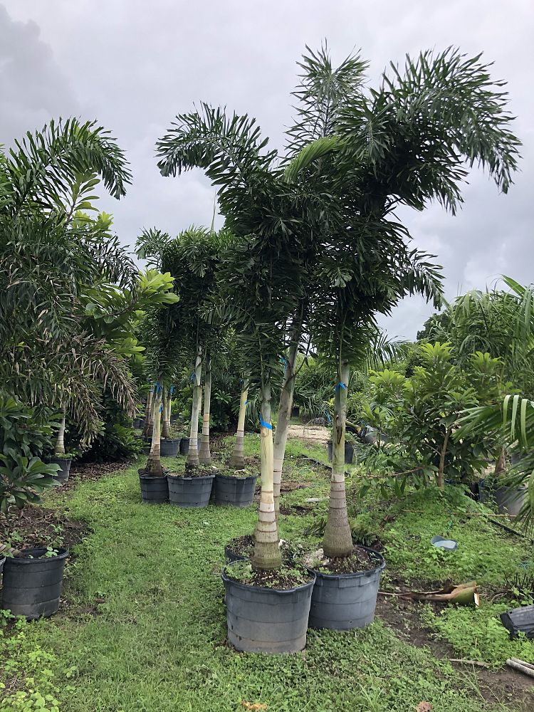 wodyetia-bifurcata-foxtail-palm