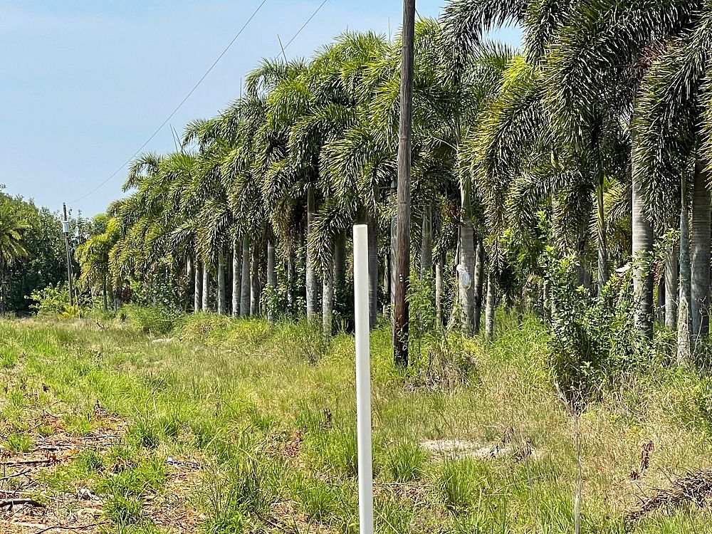 wodyetia-bifurcata-foxtail-palm