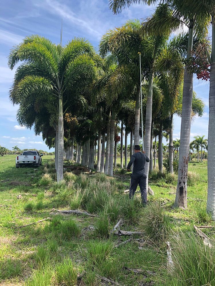 wodyetia-bifurcata-foxtail-palm