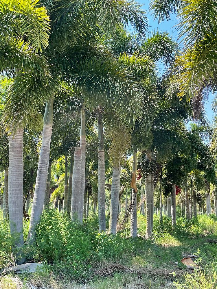wodyetia-bifurcata-foxtail-palm