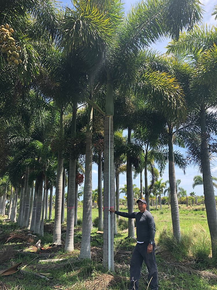 wodyetia-bifurcata-foxtail-palm