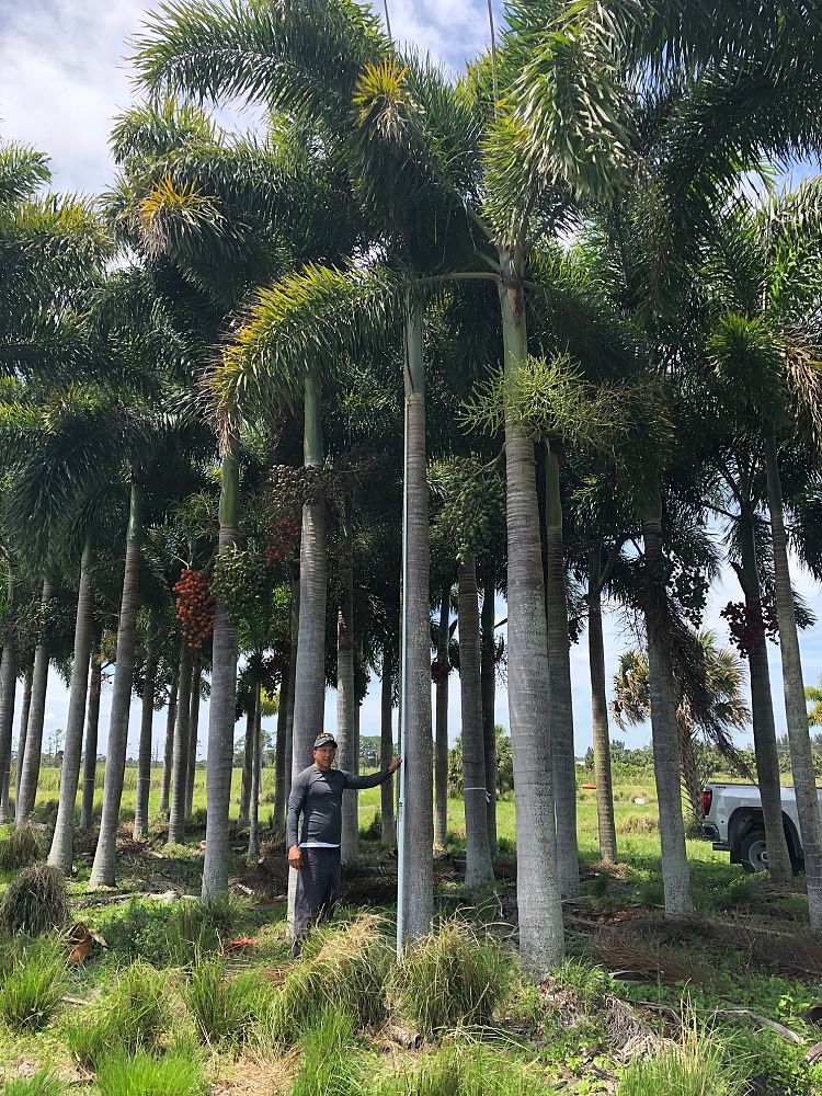 wodyetia-bifurcata-foxtail-palm
