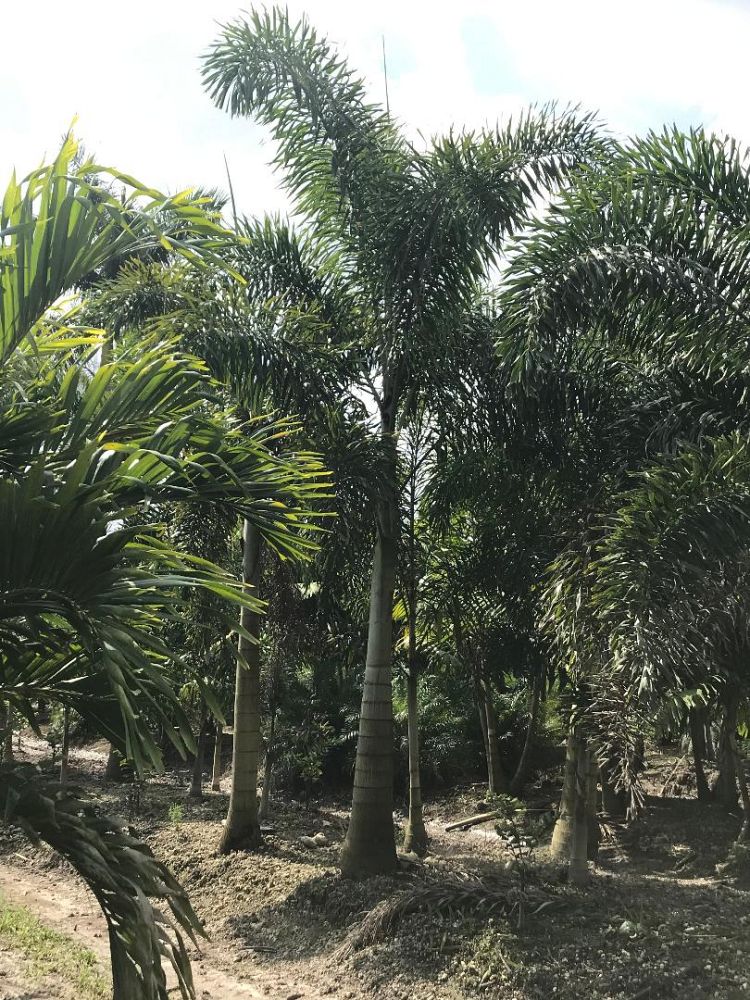 wodyetia-bifurcata-foxtail-palm