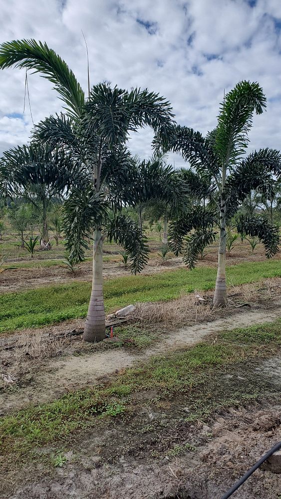 wodyetia-bifurcata-foxtail-palm