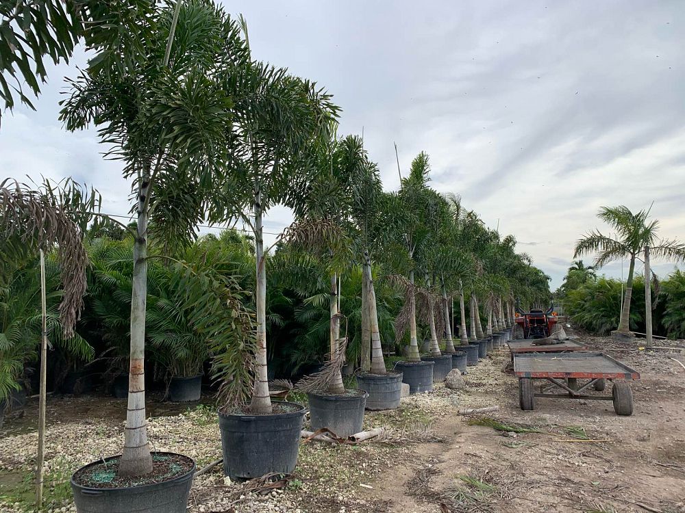 wodyetia-bifurcata-foxtail-palm